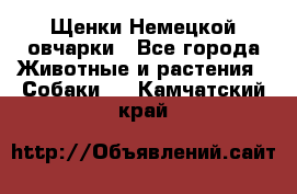 Щенки Немецкой овчарки - Все города Животные и растения » Собаки   . Камчатский край